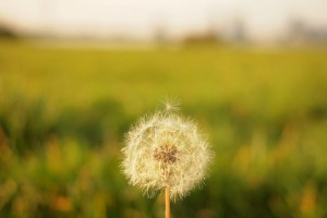 Dandelion seed