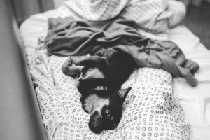 dog in bed