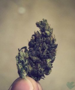 marijuana bud