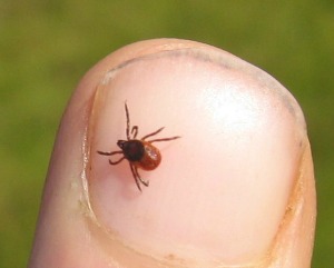 deer tick